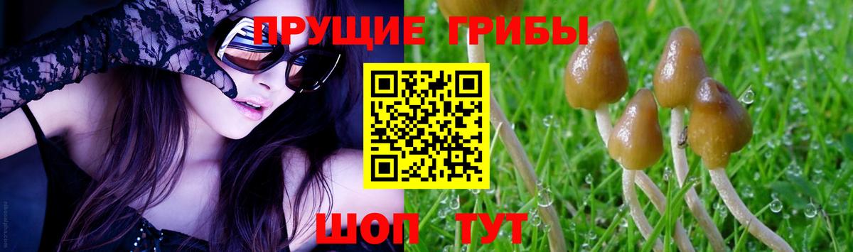 Псилоцибиновые грибы Psilocybine cubensis Луховицы